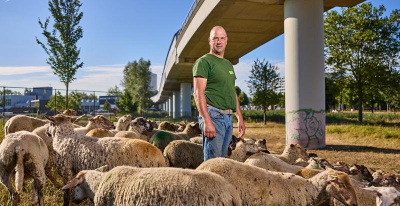 Martin Oosthoek tussen zijn schapen