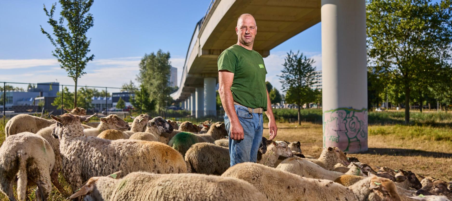 Martin Oosthoek tussen zijn schapen