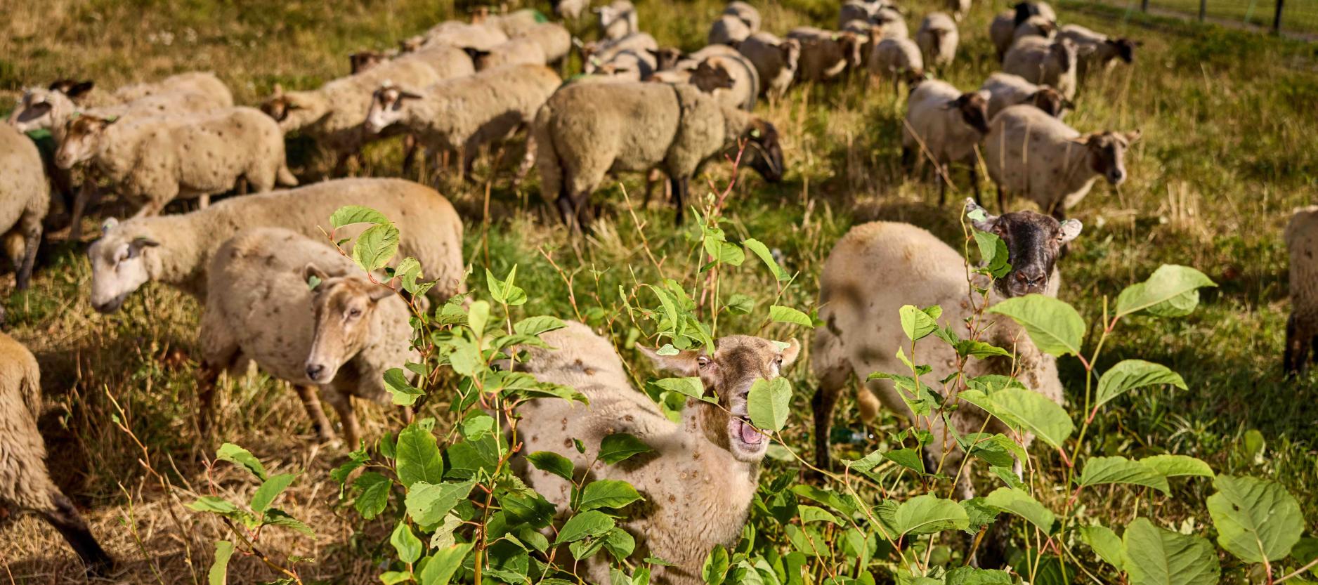 een groep schapen in een wei